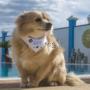 Collare a bandana per cani personalizzato con foto e testi